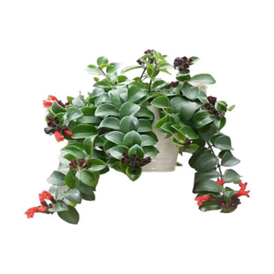 Lipstick Vine - Image 2